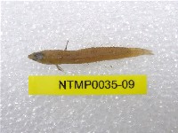 藏品(小骨鰧)的圖片